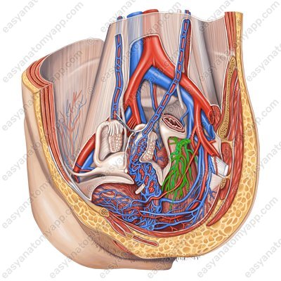 Средняя прямокишечная артерия (a. rectalis media)